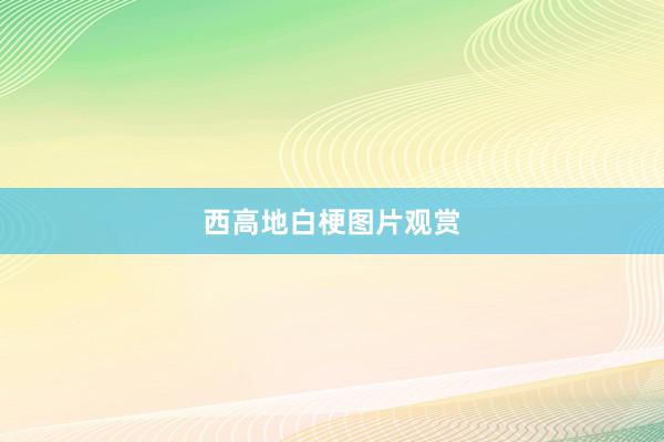 西高地白梗图片观赏